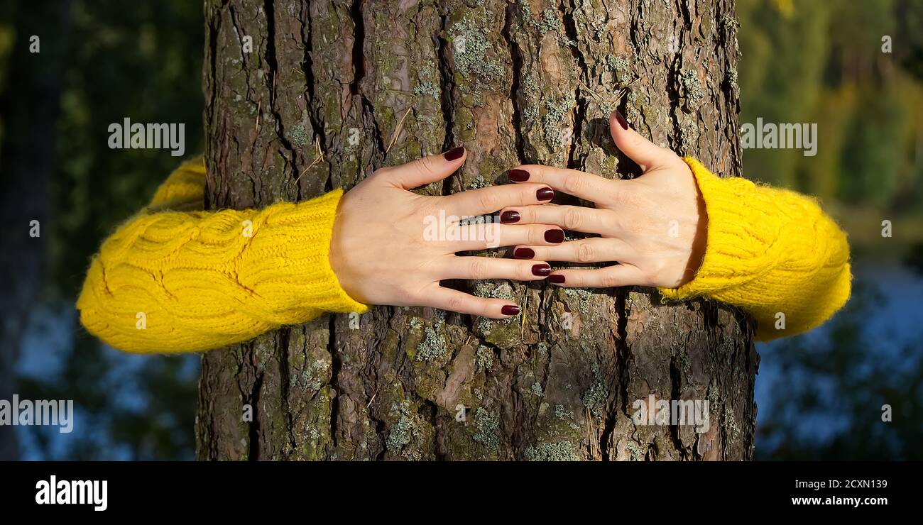 Manos de la mujer abrazando el tronco del pino en el bosque de otoño concepto de ecología y medio ambiente, estilo de vida ecológico - cambiar el mundo, la protección para la vida y el planeta Foto de stock
