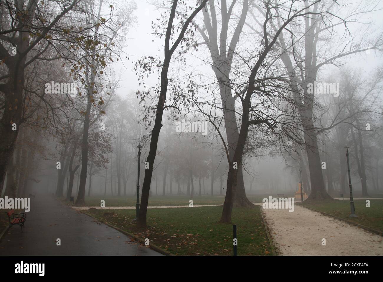 niebla en el bosque del parque, paisaje natural de fondo Foto de stock