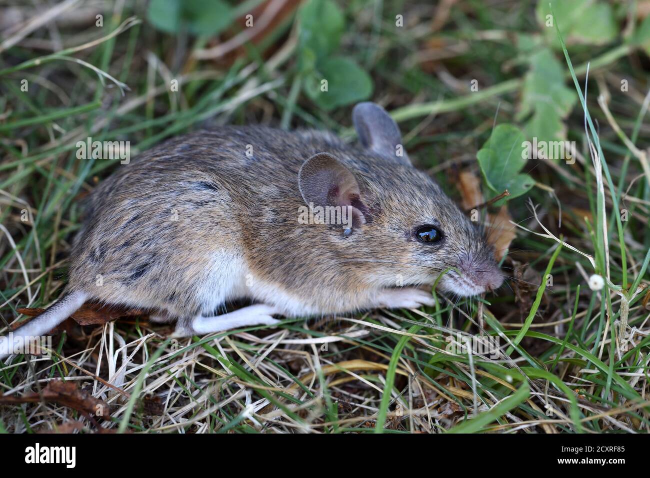 Ratón de madera, Apodemus sylvaticus, también conocido como ratón de campo de cola larga, ratón de campo común o ratón de madera europeo Foto de stock