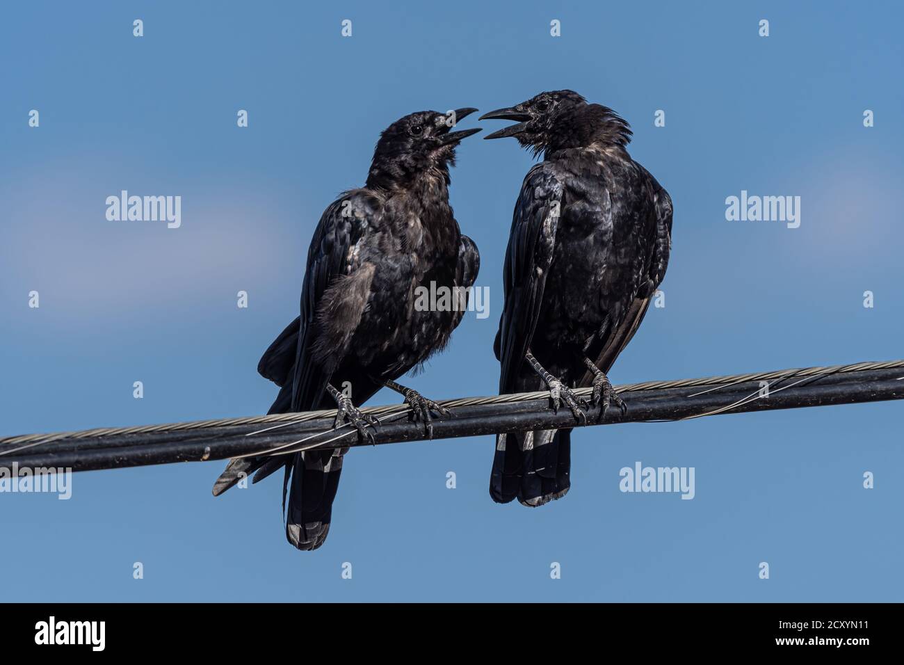 Cuervos americanos fotografías e imágenes de alta resolución - Alamy