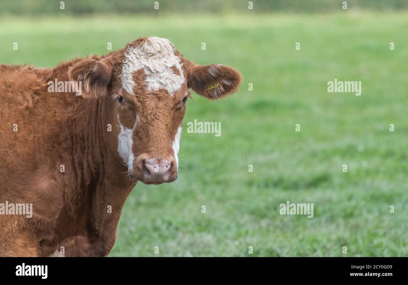 Joven toro mirando la cámara. Para la ganadería del Reino Unido, la carne de vacuno británica, el ganado británico, la industria agrícola, el retrato de animales, la vaca única, el retrato de vaca. Foto de stock