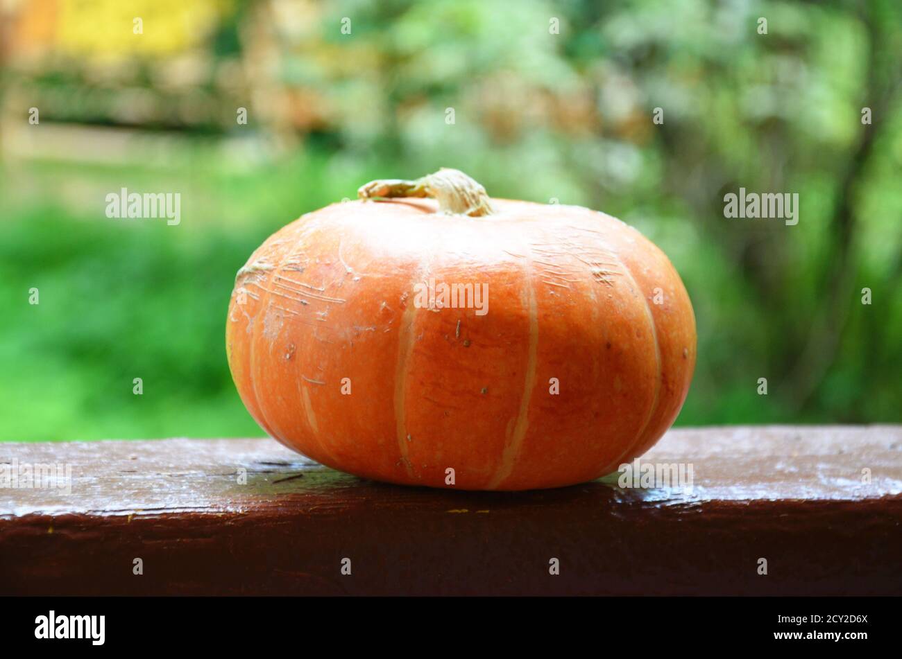 Calabaza naranja de otoño sobre un fondo de follaje verde. - día de Acción de Gracias y Otoño Antecedentes Foto de stock