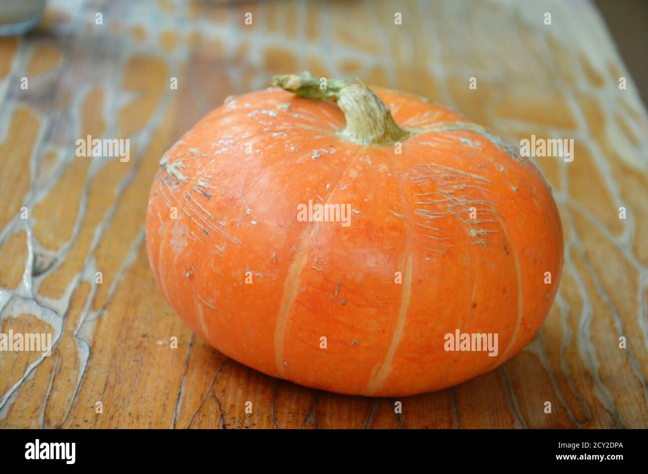 Calabaza naranja de otoño sobre un fondo de follaje verde. - día de Acción de Gracias y Otoño Antecedentes Foto de stock