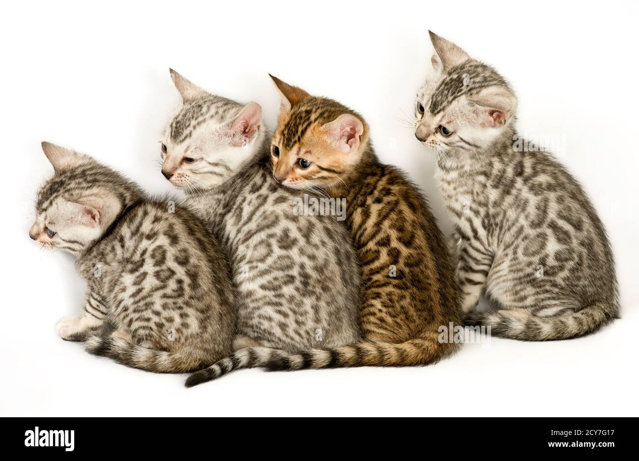 Cuatro gatitos de bengala sentados en una fila. Foto de stock