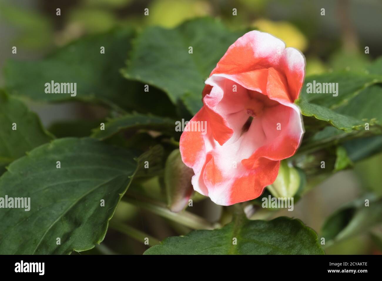 Una planta de Impatiens Impatiens walleriana también llamada loza ocupada, balsam, o sultana, con flor roja y blanca sola. Foto de stock