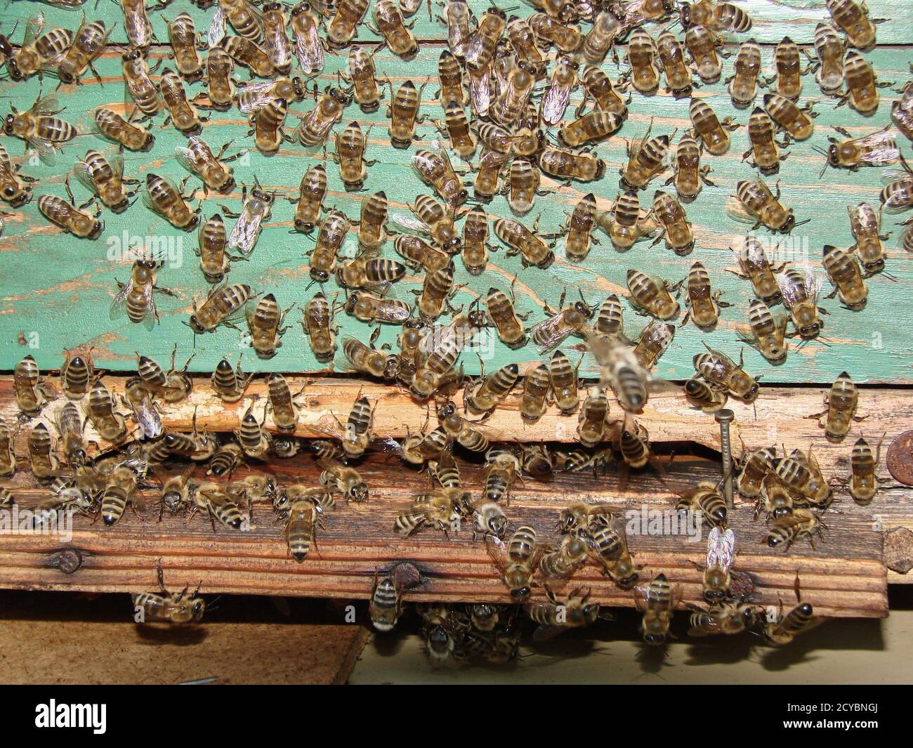 Cerca de la enjambre de abejas en la caja de la colmena de madera Foto de stock
