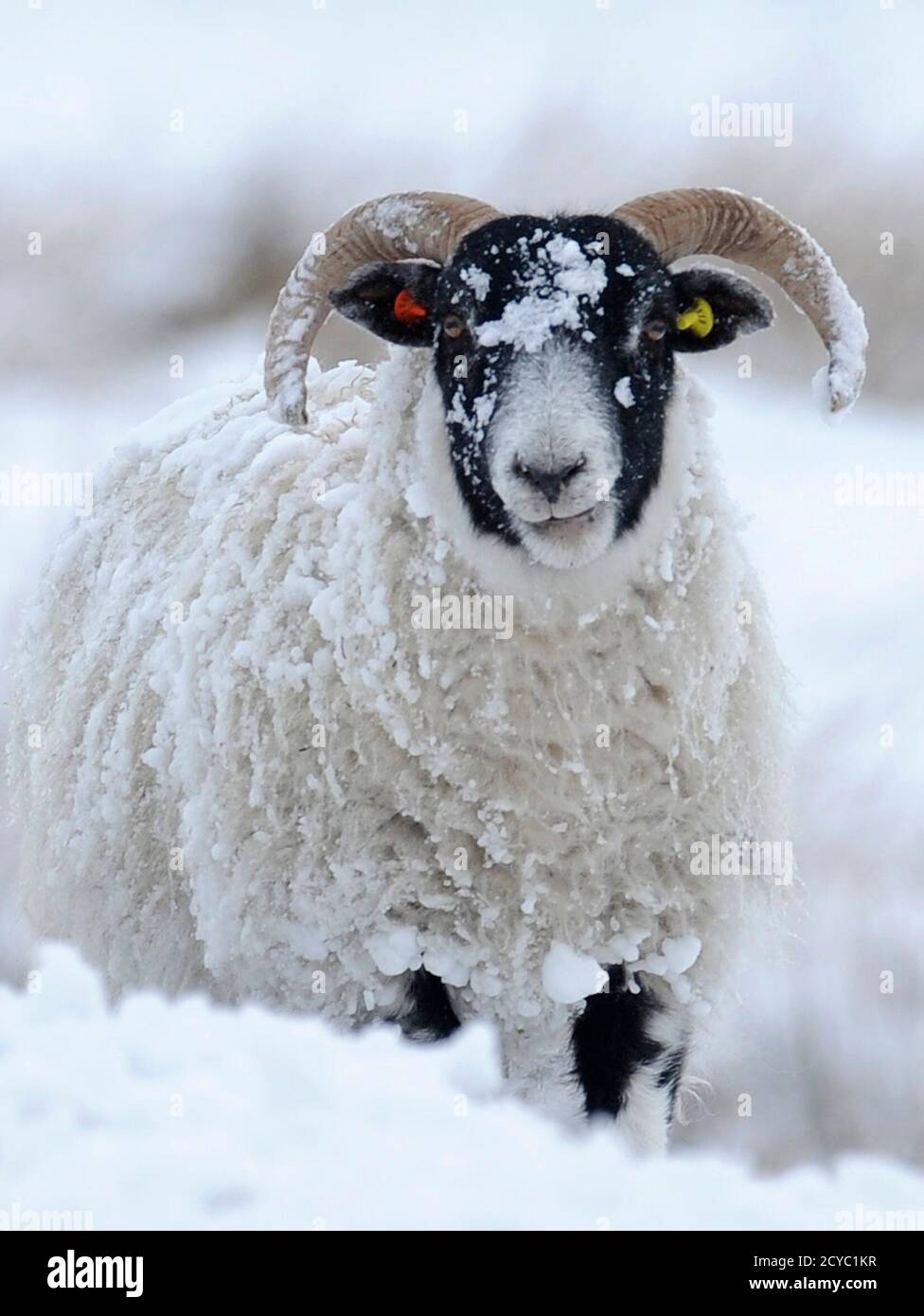 patrimonio Armario Samuel Las ovejas forrajean para comer en la nieve cerca de Kirkmichael, Escocia 3  de abril de 2012. El invierno regresó a Escocia, que ha visto un giro de 20  grados en la