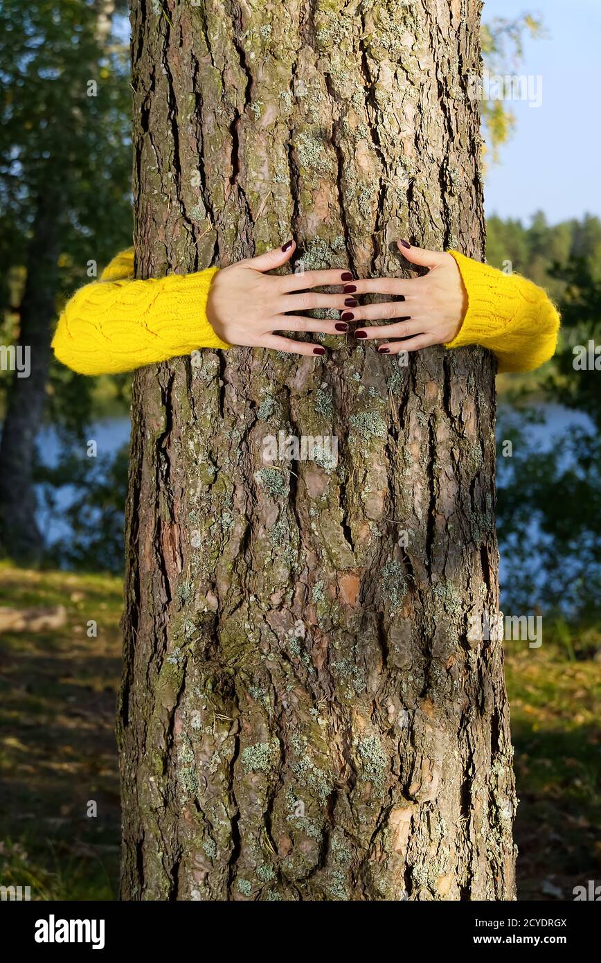 Manos de la mujer abrazando el tronco del pino en el bosque de otoño concepto de ecología y medio ambiente, estilo de vida ecológico - cambiar el mundo, la protección para la vida y el planeta Foto de stock