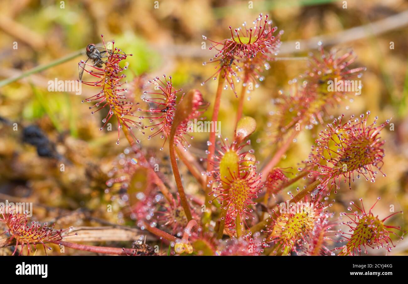 Un fley se perdió en una hoja de sundew y pagará por ella con su vida. Estas plantas carnívoras se encuentran en el agua ácida y estancada. Foto de stock