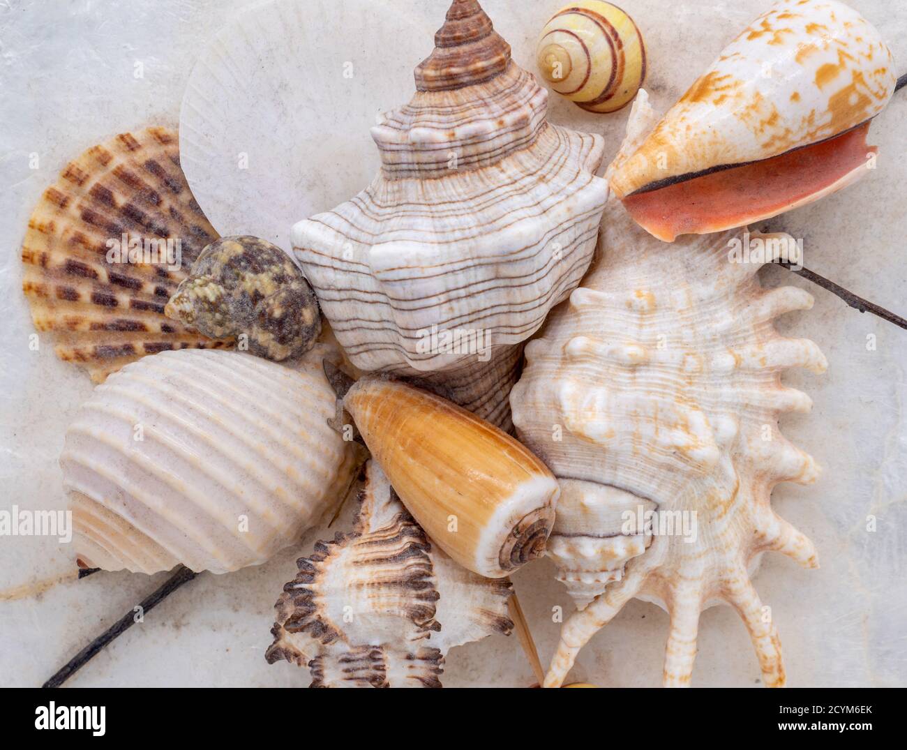 imagen de plantilla de fondo de varias conchas marinas Foto de stock