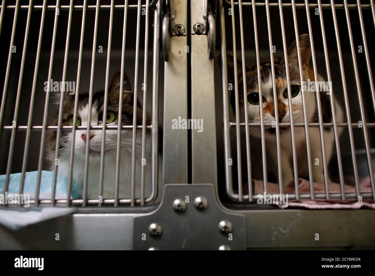 Los gatos rescatados del terremoto y tsunami del 11 de marzo son vistos en  jaulas en la Clínica Abe Pet en Ishinomaki, al norte de Japón el 7 de abril  de 2011.