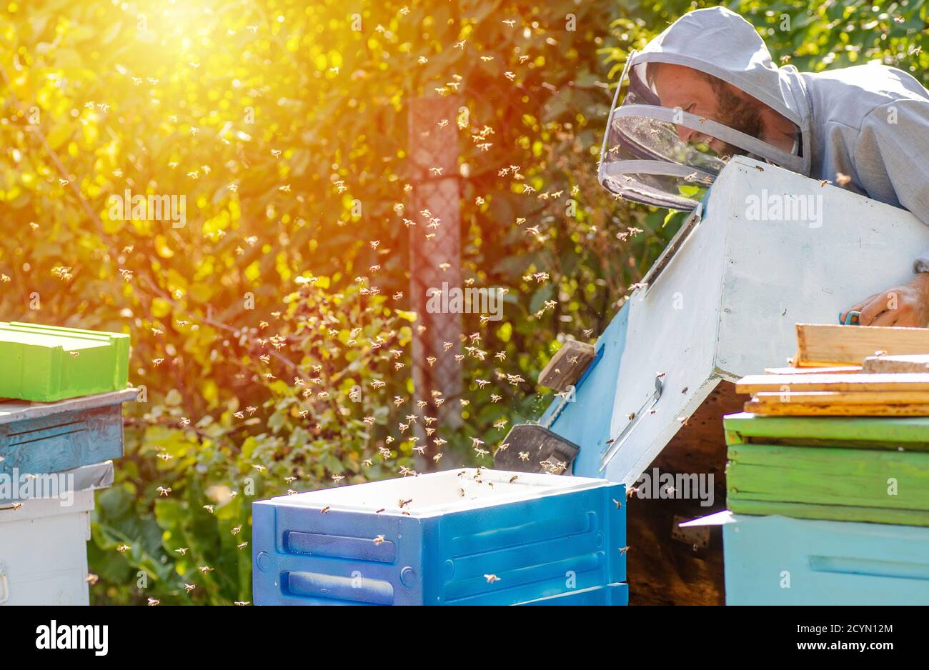 El apicultor está trabajando con las abejas y las colmenas en el apiario. Abejas en panal. Marcos de colmena de abejas. Apicultura. Miel. Foto de stock