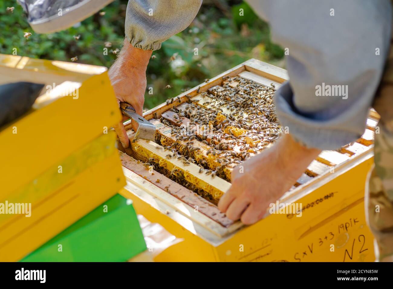 el apicultor supervisa la producción de miel en la abeja. Marcos de madera de abejas visibles. Los marcos están cubiertos con enjambre de abejas. El apicultor mantiene la apicultura Foto de stock