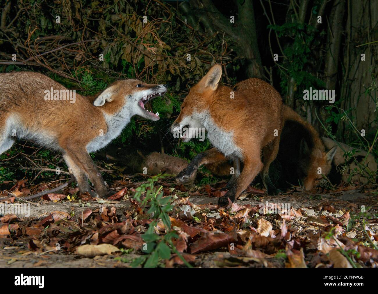 Zorros rojos, ambos con bocas abiertas desafiando mutuamente por territorio Foto de stock