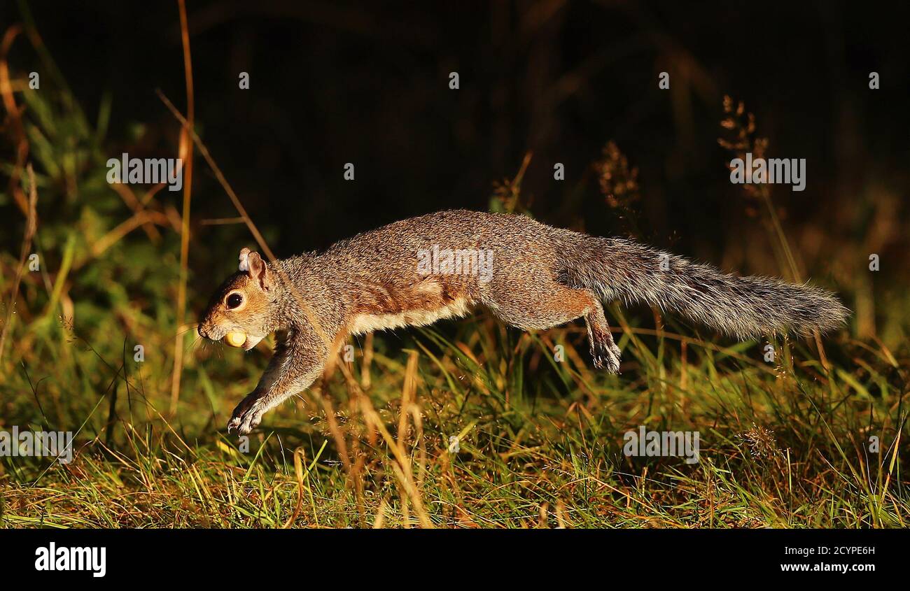 Con nuez en su boca fotografías e imágenes de alta resolución - Página 6 -  Alamy