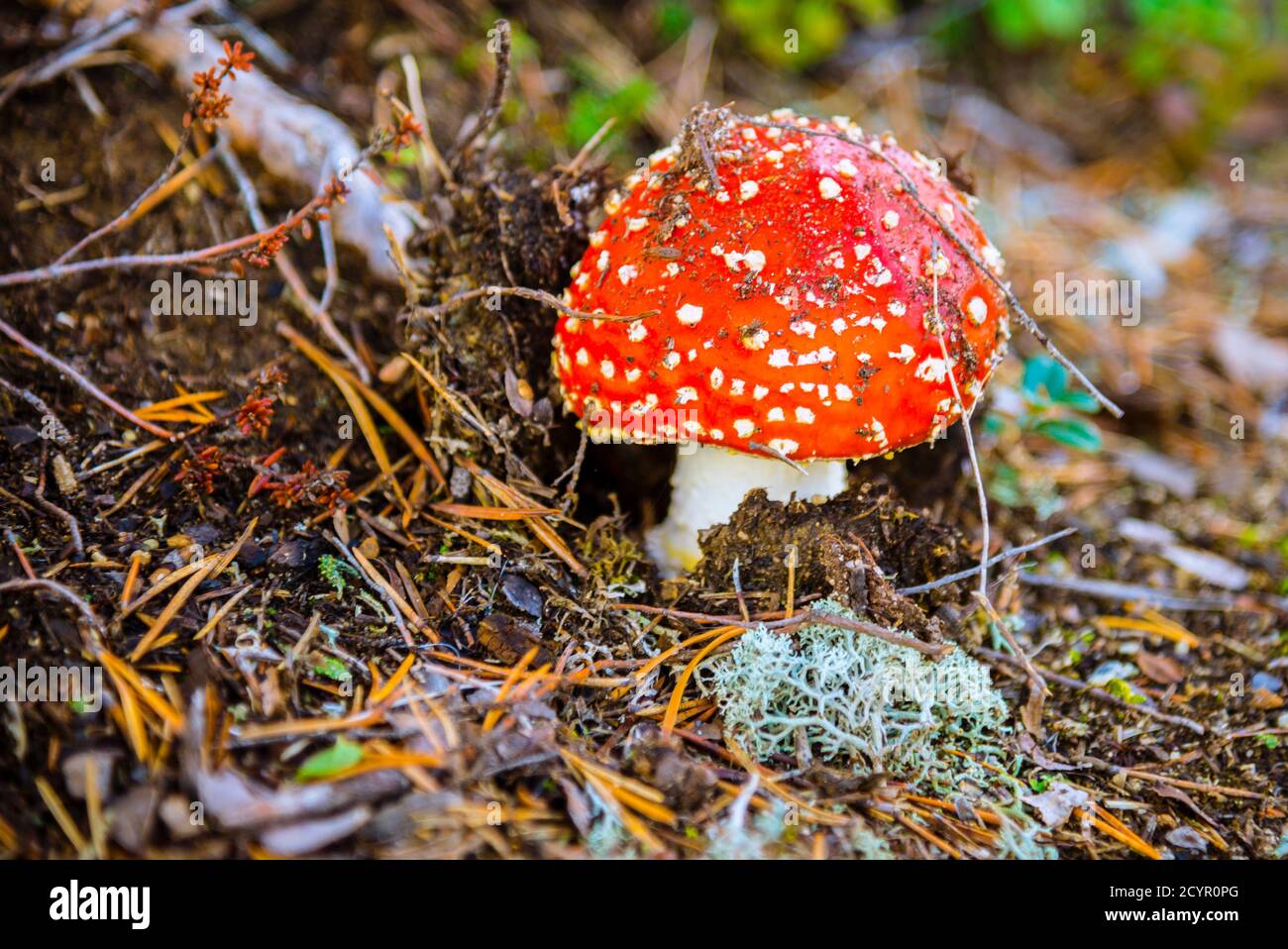 Amanita muscaria Foto de stock