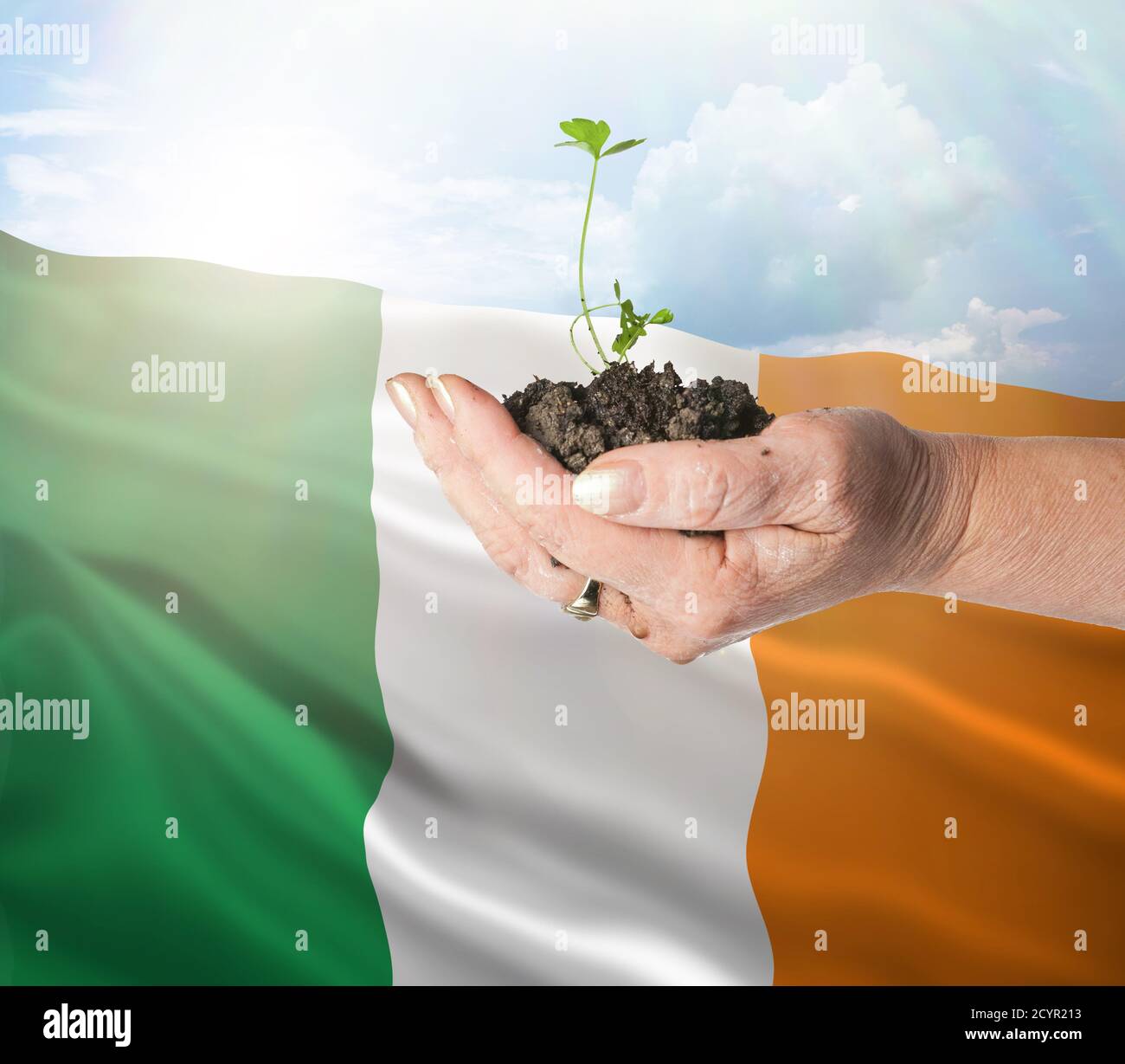 El crecimiento de Irlanda y el nuevo comienzo. Concepto de energía renovable verde y ecología. Mano sosteniendo planta joven. Foto de stock