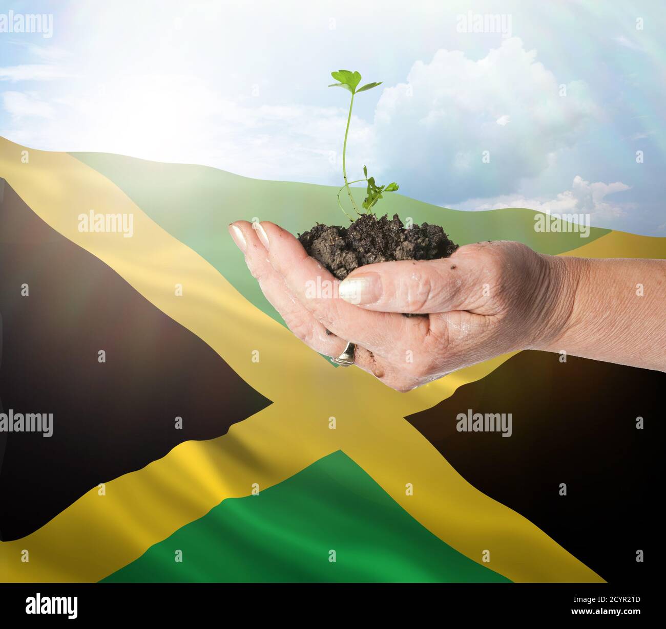 Jamaica crecimiento y nuevo comienzo. Concepto de energía renovable verde y ecología. Mano sosteniendo planta joven. Foto de stock