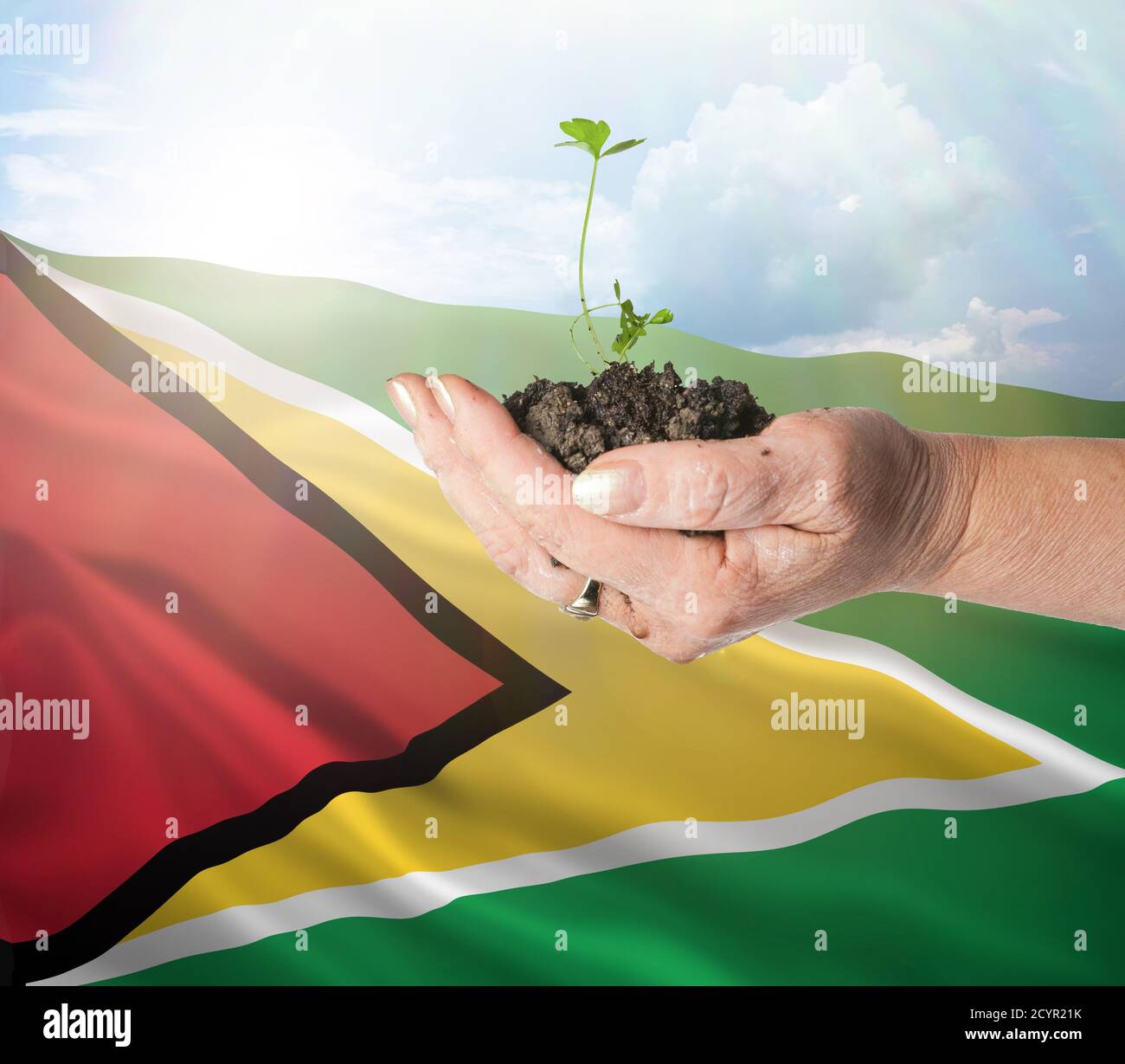 Guyana crecimiento y nuevo comienzo. Concepto de energía renovable verde y ecología. Mano sosteniendo planta joven. Foto de stock