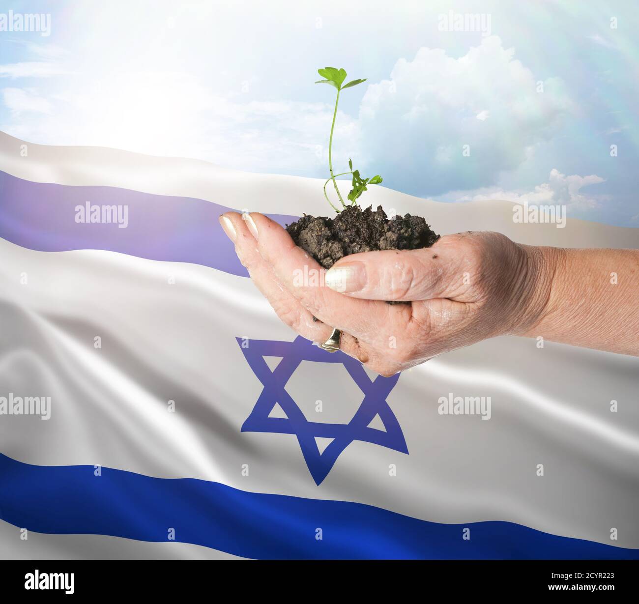 Israel crecimiento y nuevo comienzo. Concepto de energía renovable verde y ecología. Mano sosteniendo planta joven. Foto de stock