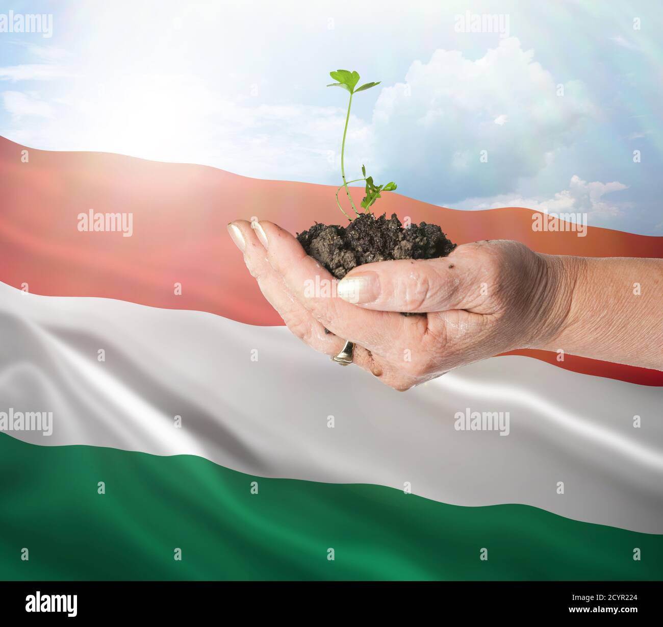 Hungría crecimiento y nuevo comienzo. Concepto de energía renovable verde y ecología. Mano sosteniendo planta joven. Foto de stock