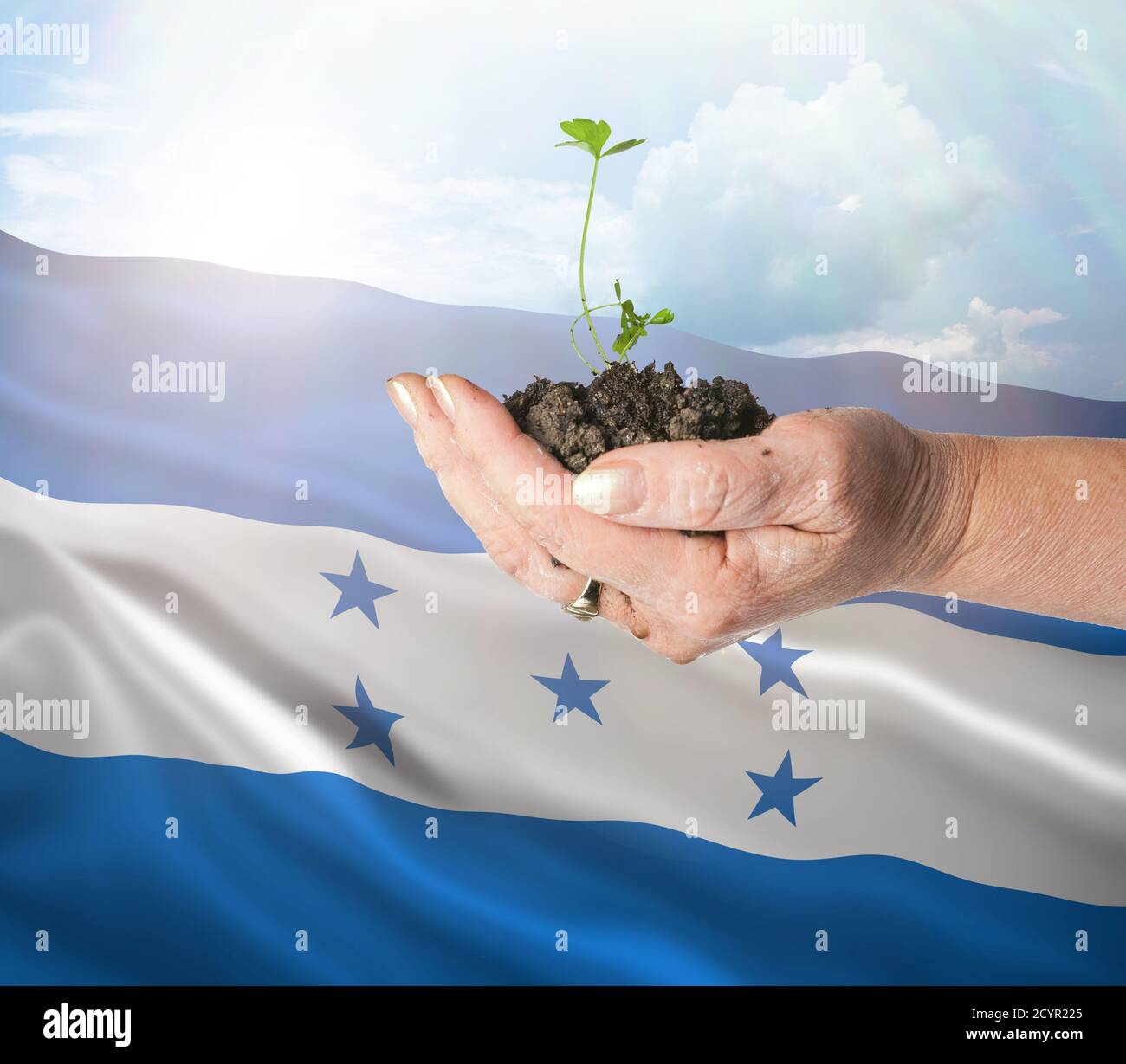 Honduras crecimiento y nuevo comienzo. Concepto de energía renovable verde y ecología. Mano sosteniendo planta joven. Foto de stock