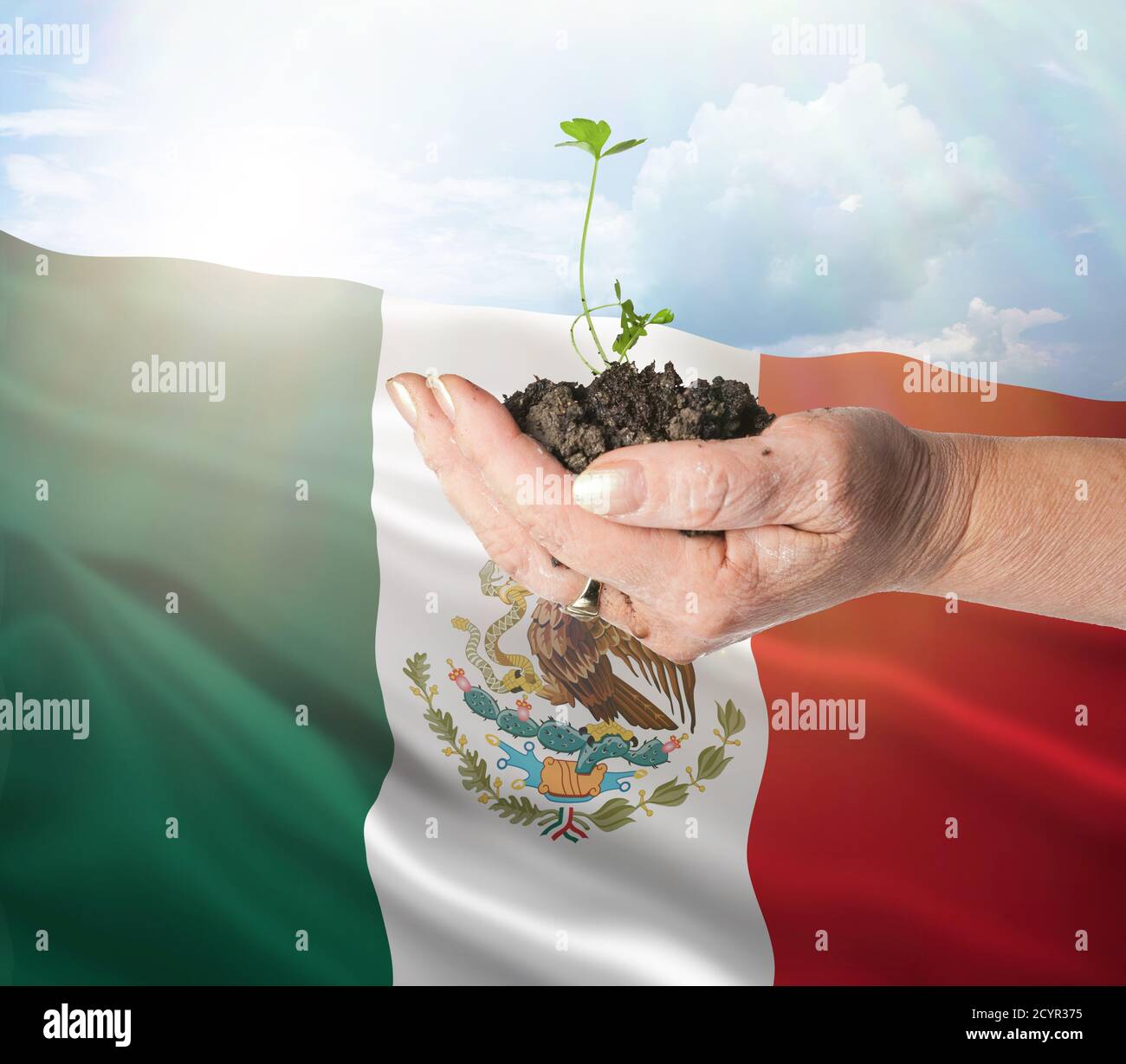 México crecimiento y nuevo comienzo. Concepto de energía renovable verde y ecología. Mano sosteniendo planta joven. Foto de stock