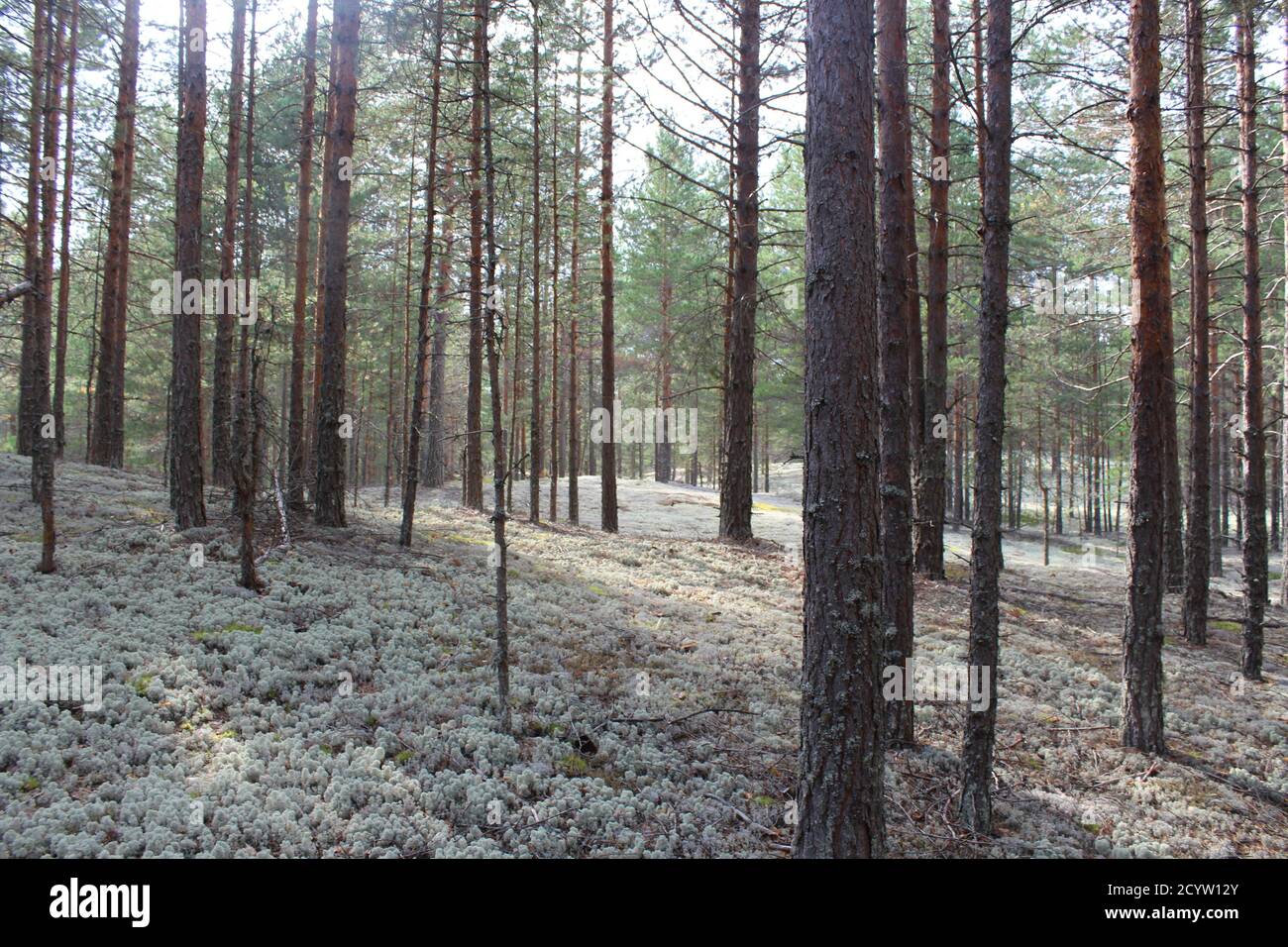 Bosques con musgo blanco en Rusia Foto de stock
