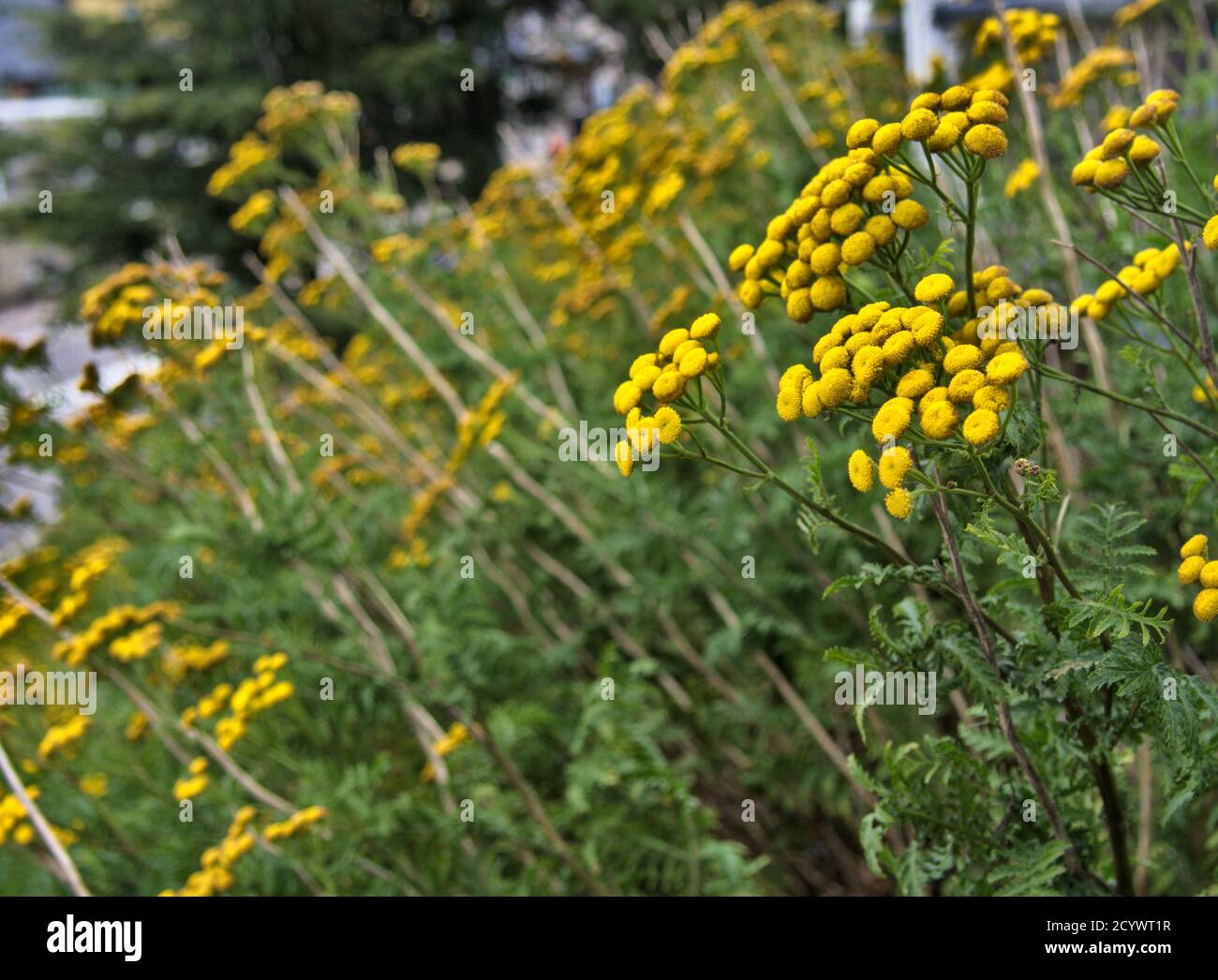 Sin pétalos fotografías e imágenes de alta resolución - Alamy Sin pétalos fotografías e imágenes de alta resolución - Alamy
