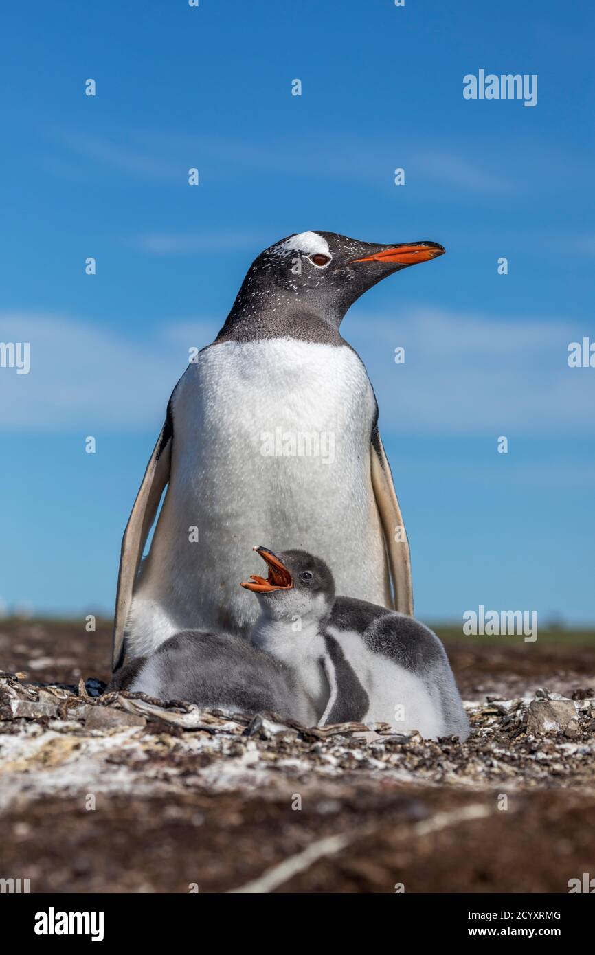 Pingüino Gentoo; pigoscelis papúa; con Chicks; Malvinas; Foto de stock