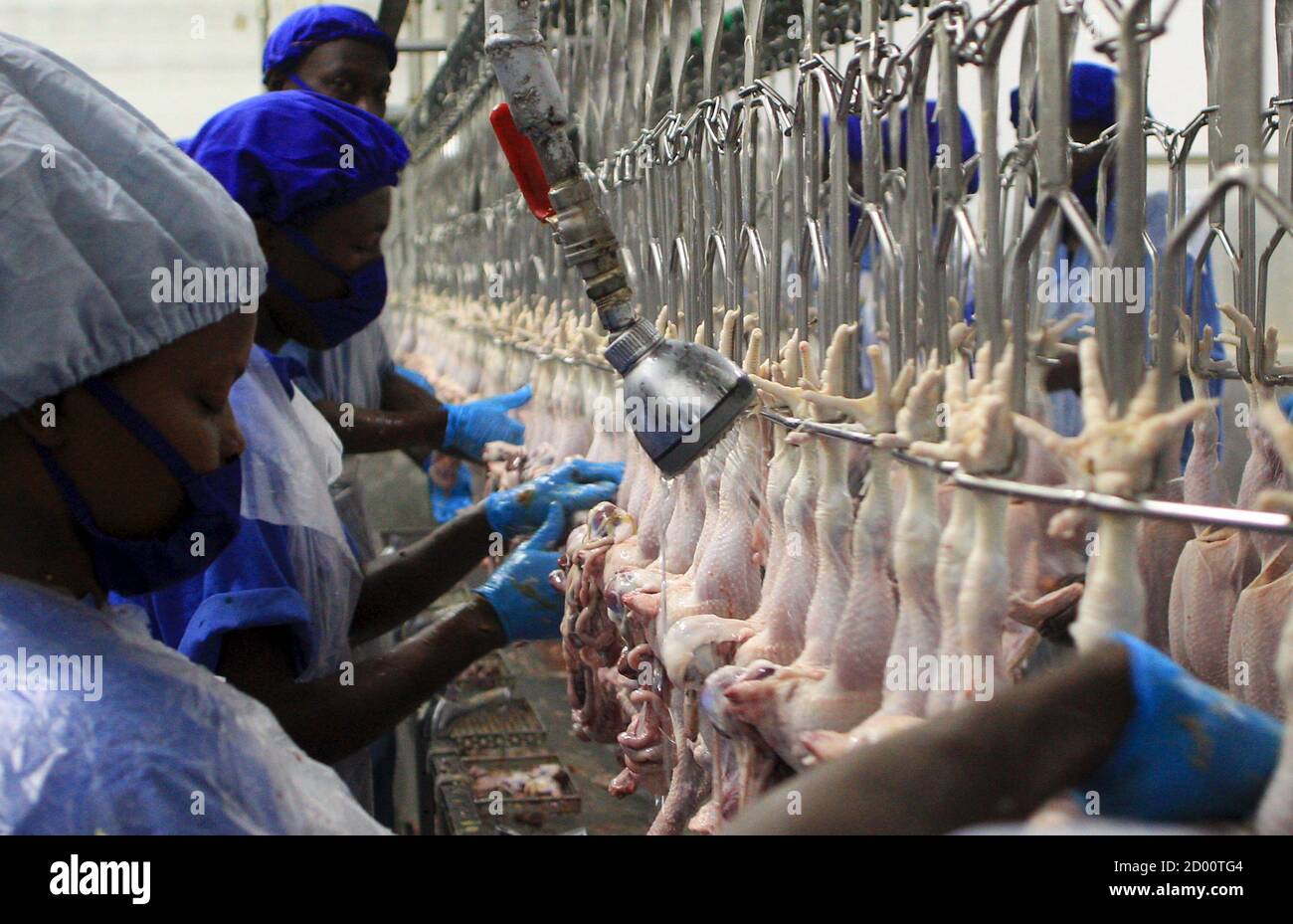 Los trabajadores limpian pollo en la granja de pollos Yo Kuku y el mattoir en el distrito de Semuto, al norte de la capital de Uganda, Kampala, 16 de abril de 2015. REUTERS/James Akena Foto de stock