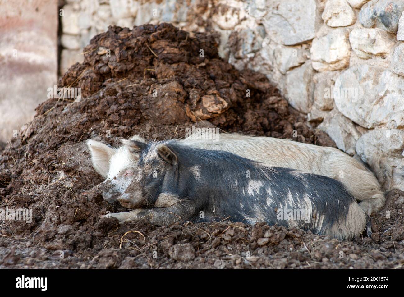 Dos cerdos mienten contentosamente en un montón de estiércol. Foto de stock