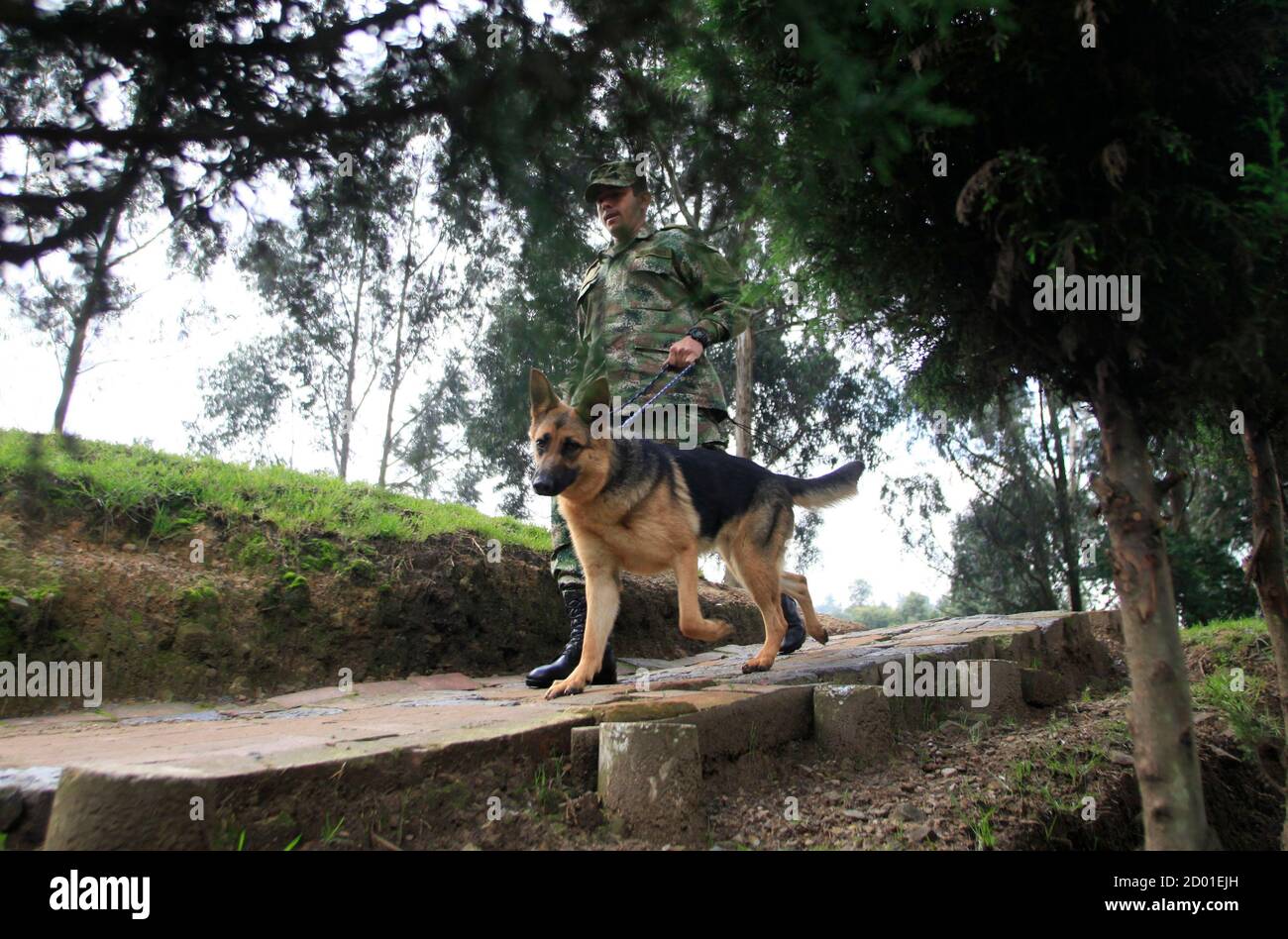 Un perro guía Kaila, un pastor alemán, en la Escuela de Canina del Ejército  en Bogotá, 22 de noviembre de 2010. La escuela entrena a unos 900 perros en  el transcurso de
