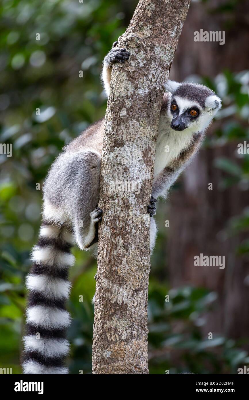 Lémur de cola anillada (Lemur catta), Anja Reserva, Madagascar Foto de stock
