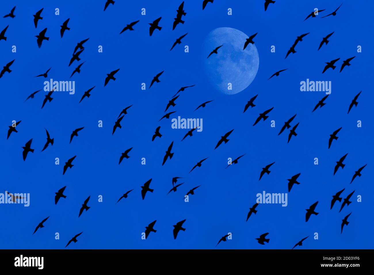 Rebaño de aves volando al atardecer frente a la luna llena de niebla Foto de stock