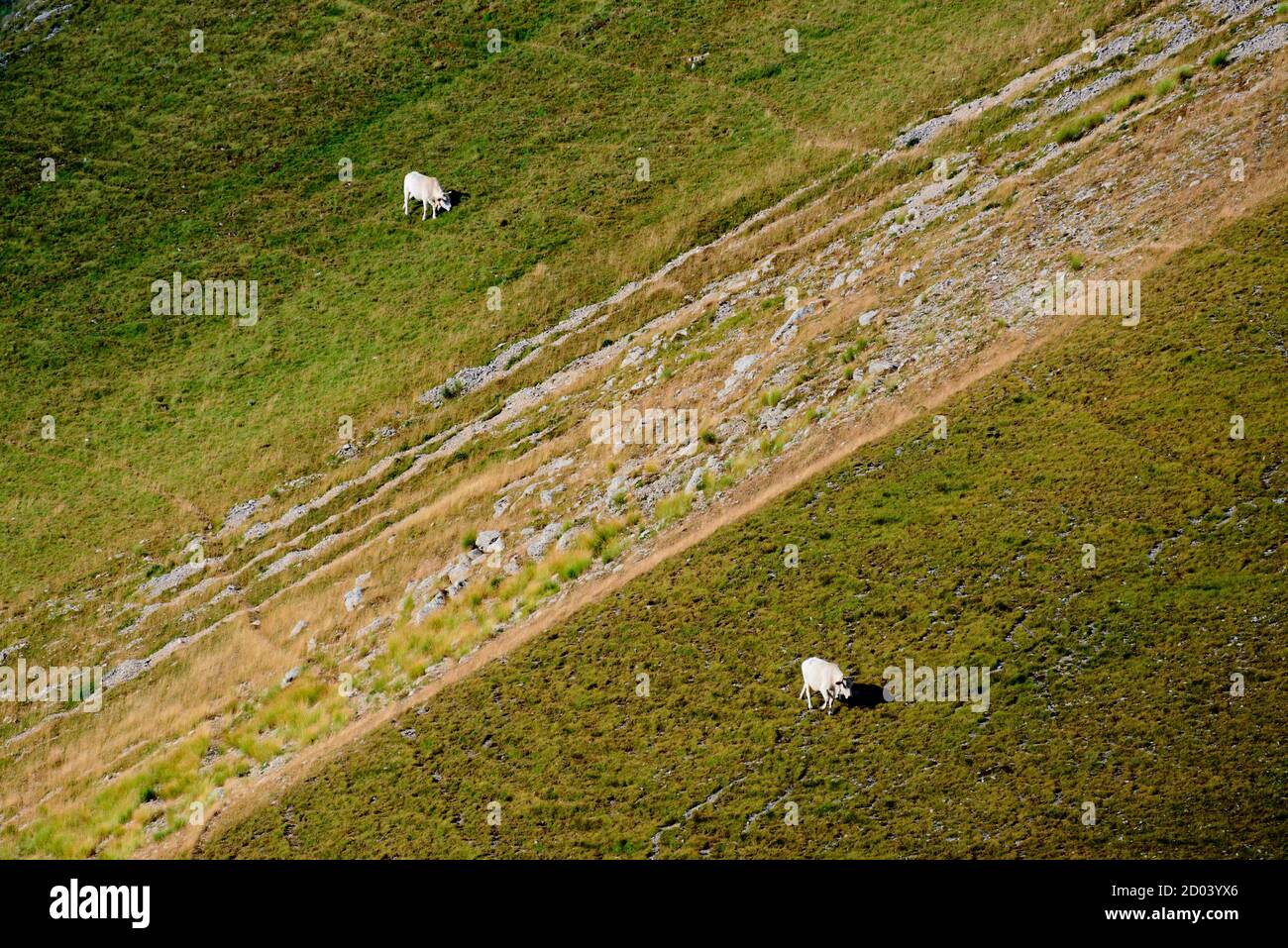 Vacas caminando en un prado separado por una línea de piedras Foto de stock
