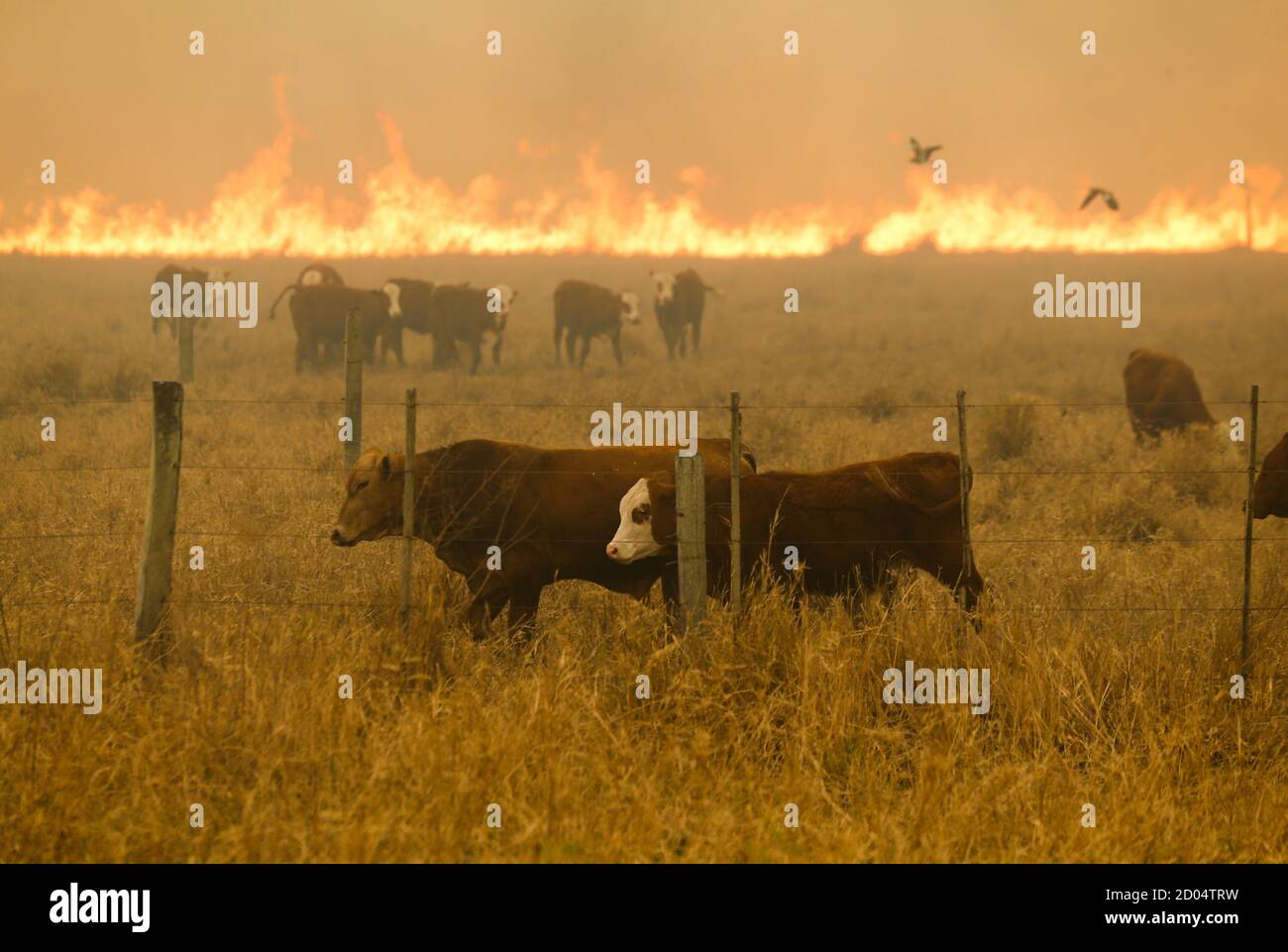 El ganado se encuentra cerca de incendios en la región del Chaco, en estancia cuatro Ciervos, Paraguay, 1 de octubre de 2020. Foto tomada el 1 de octubre de 2020. REUTERS/Jorge Adorno Foto de stock