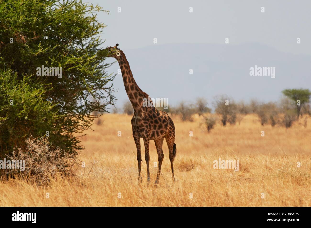 Una jirafa Masai comiendo de un árbol dentro del Parque Nacional Serengeti, Tanzania, África. Foto de stock