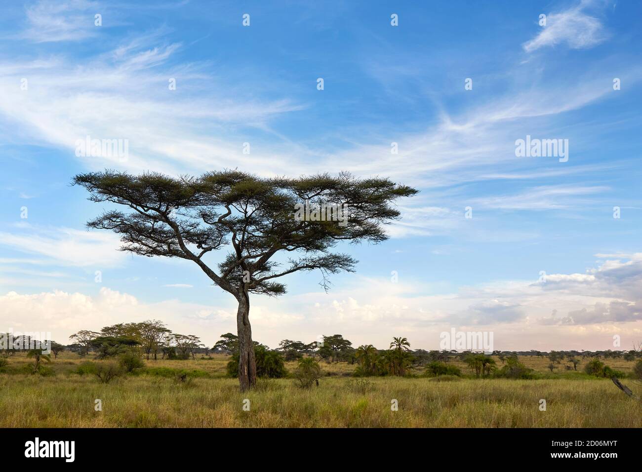 Acacia Thorn Tree (Vachelia tortilis) en el Parque Nacional Serengeti, Tanzania, África. Foto de stock