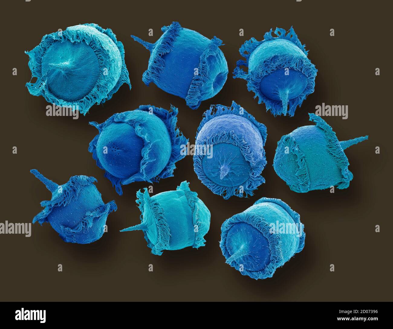 Didinium sp. Ciliate protozoa, micrografía electrónica de barrido de colores (SEM). Estos pequeños organismos unicelulares se encuentran en el agua dulce y el habi marino Foto de stock