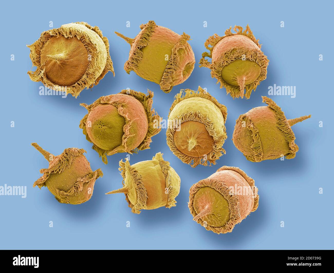 Didinium sp. Ciliate protozoa, micrografía electrónica de barrido de colores (SEM). Estos pequeños organismos unicelulares se encuentran en el agua dulce y el habi marino Foto de stock