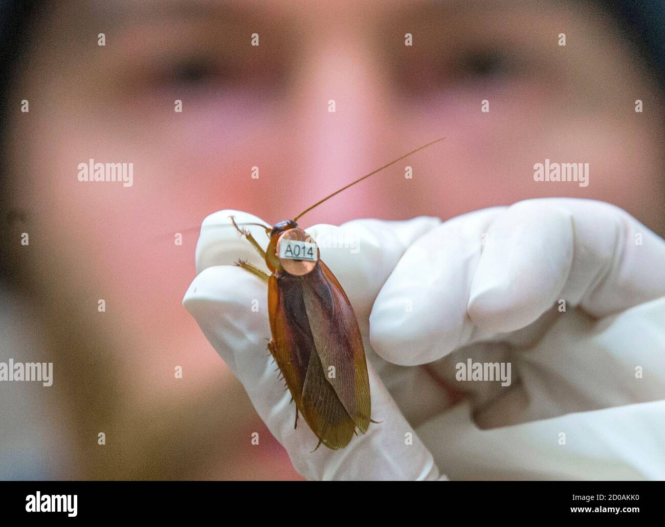 Una cucaracha americana (Periplaneta americana), a la que se une una  etiqueta de radio, se ve en la Universite libre de Bruxelles (ULB) en  Bruselas el 6 de marzo de 2015. Isaac