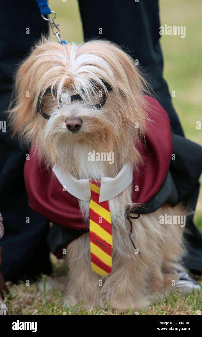 Un perro vestido con un traje de 'Harry Potter' participa en el evento de  los animales