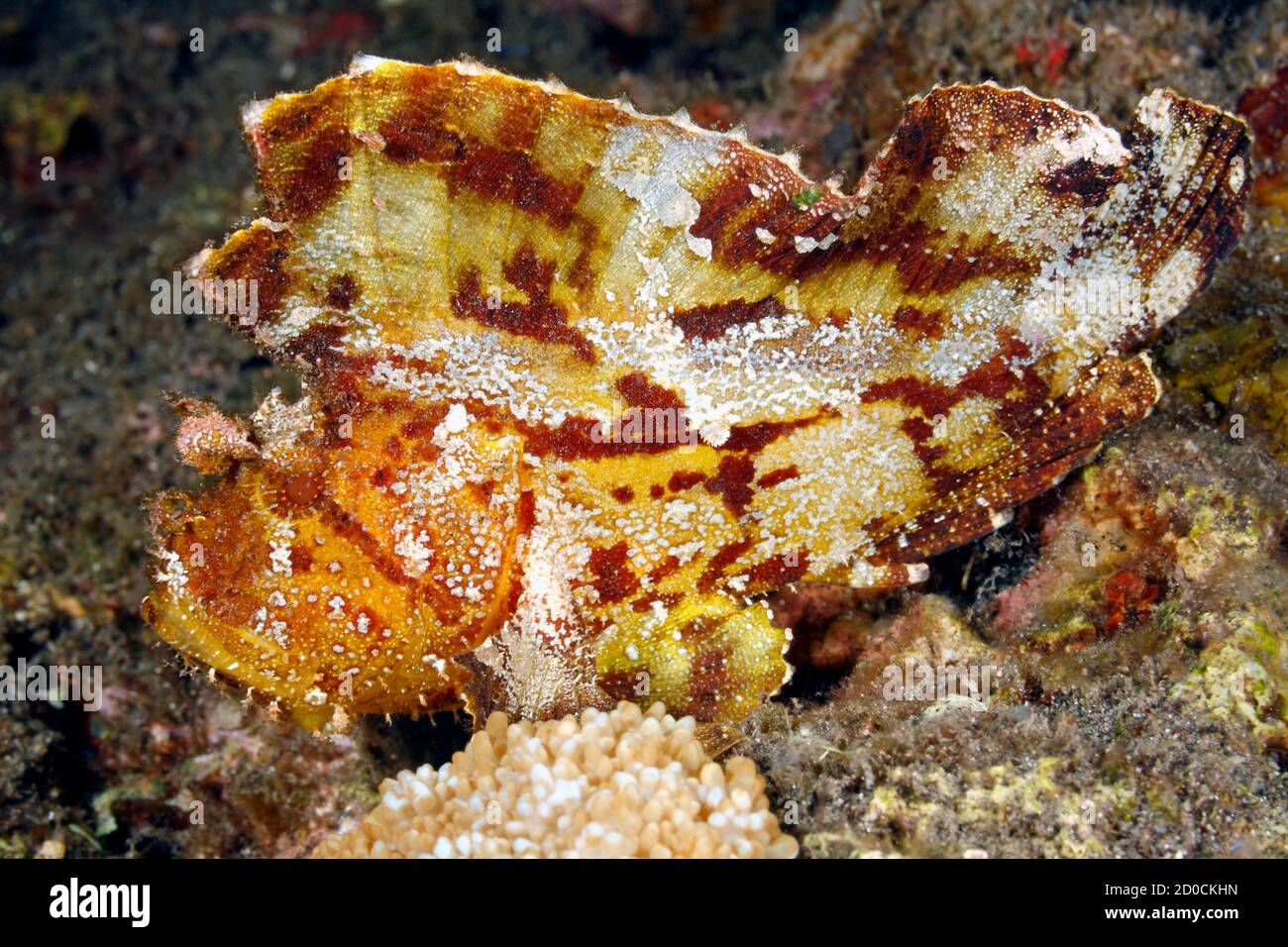 Pez escorpión de hoja, Taenianotus triacanthus, amarillo, blanco y marrón variación. También conocido como Paperfish y papel Scorpionfish. Tulamben, Bali, Indón Foto de stock