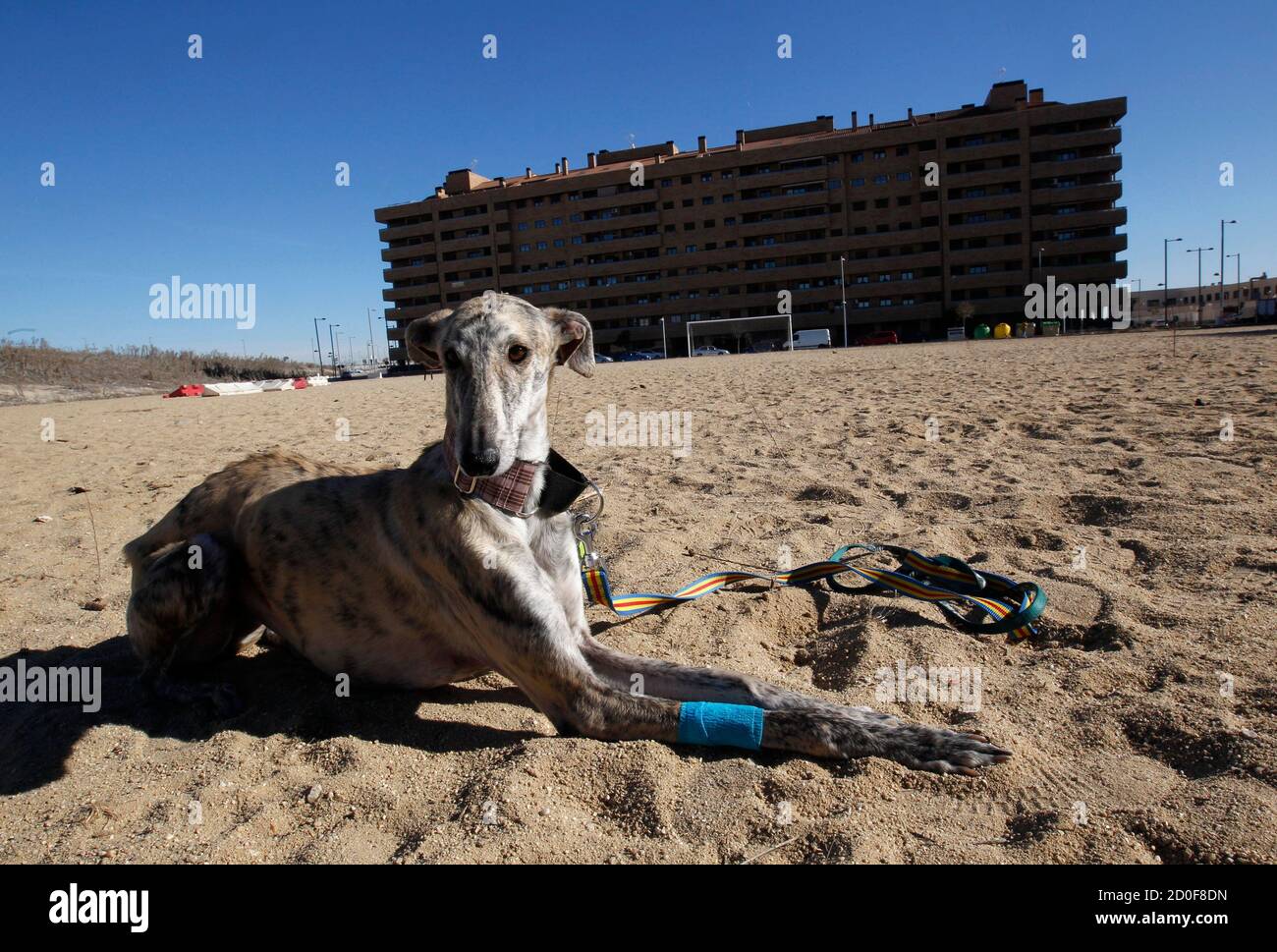 Un perro se sienta en una zona árida cerca de bloques de apartamentos casi  vacíos en la ciudad satélite de Sesena, Madrid, 23 de febrero de 2012. Los  bancos que intentan descargar