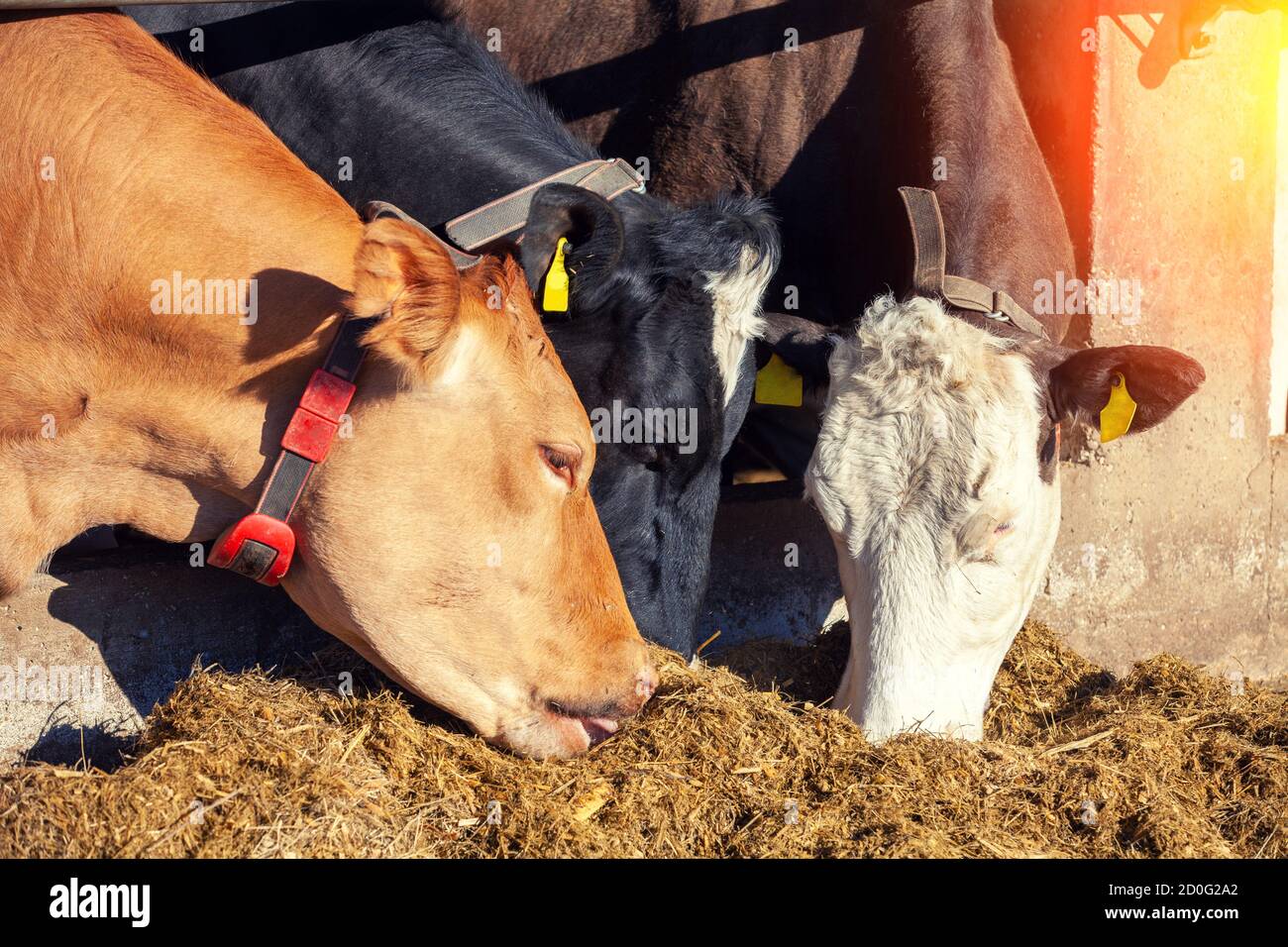 Las vacas comen heno fotografías e imágenes de alta resolución - Alamy