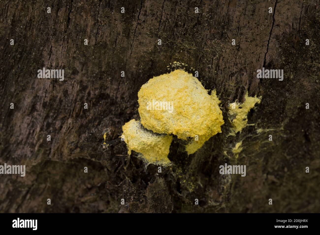 Fuligo septica, molde de limo, hongo de la limo del huevo revuelto en el tocón del árbol enfoque selectivo del cierre Foto de stock
