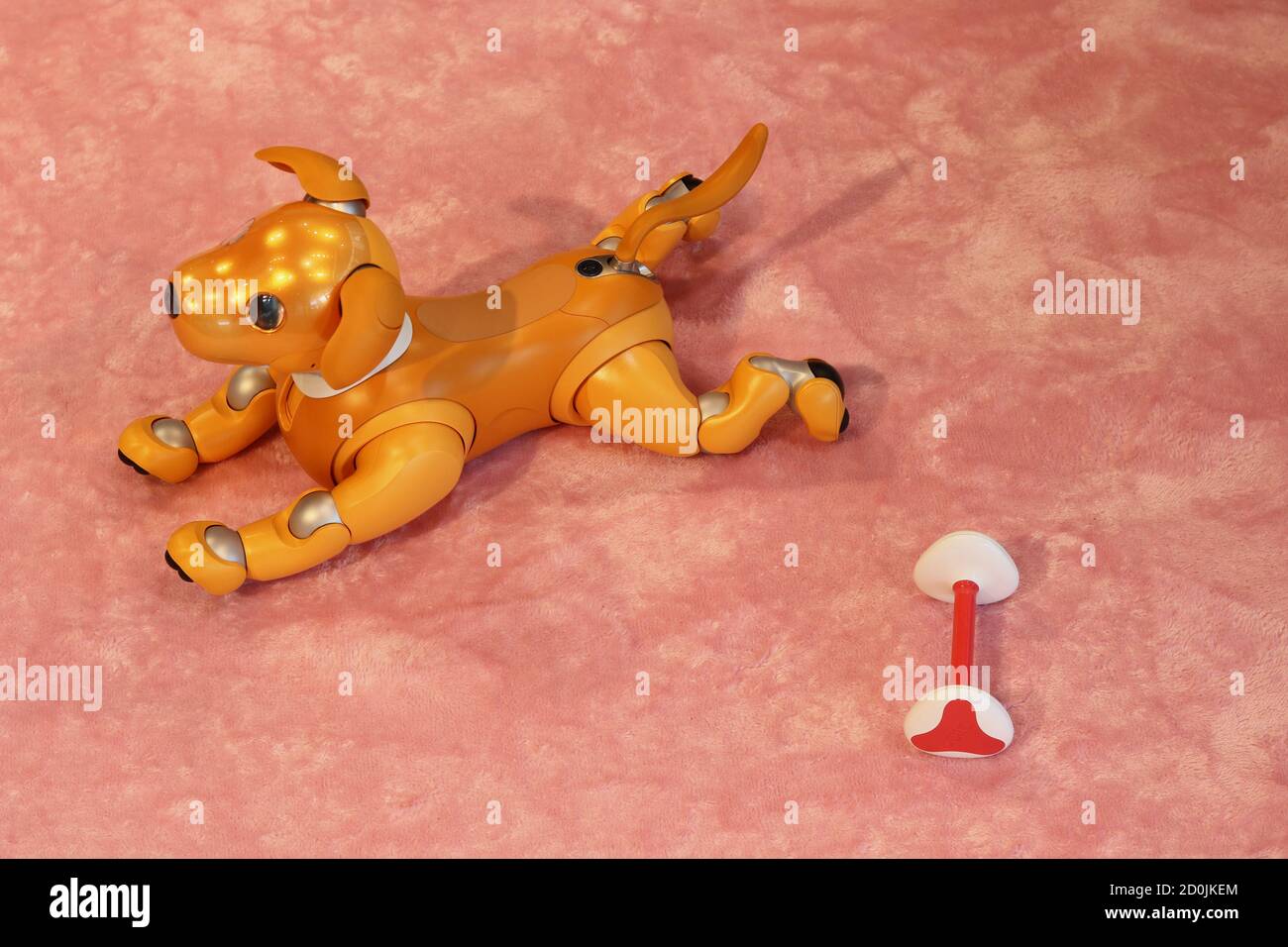 Sony Aibo perro robot con un perro en una sala de exposición de Sony. Es  una edición especial Aibo dorado. Un poco de desenfoque de movimiento.  (Septiembre de 2020 Fotografía de stock -