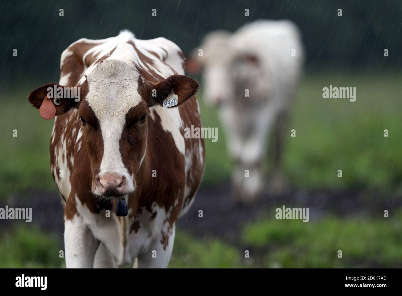 Vacas lecheras pastan en un campo fuera de Montreal, Quebec 26 de julio de  2015. Los funcionarios de la Cuenca del Pacífico se reúnen esta semana en  Hawai para celebrar conversaciones que