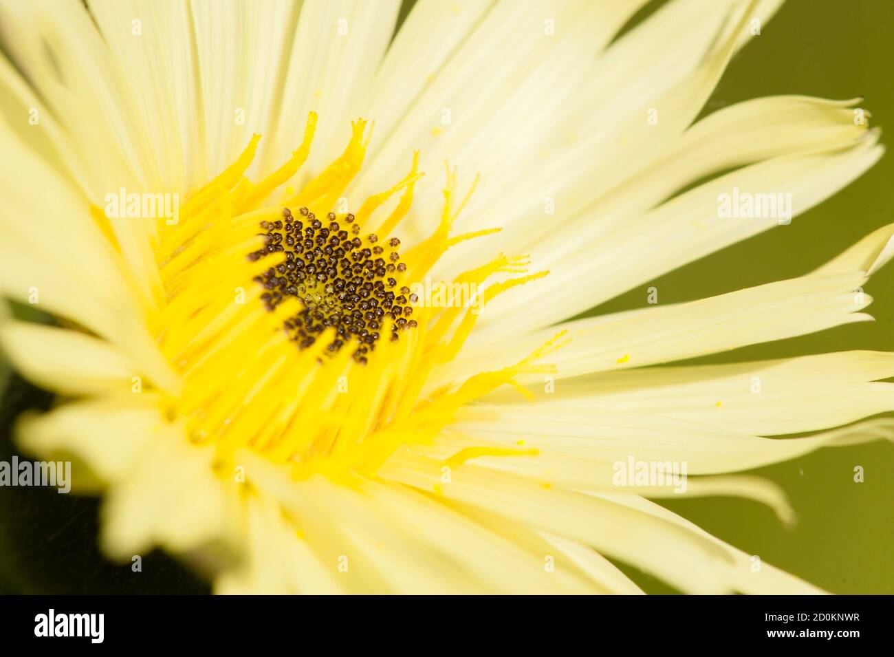 Primer plano de la flor amarilla de diente de león, Taraxacum officinalis Foto de stock